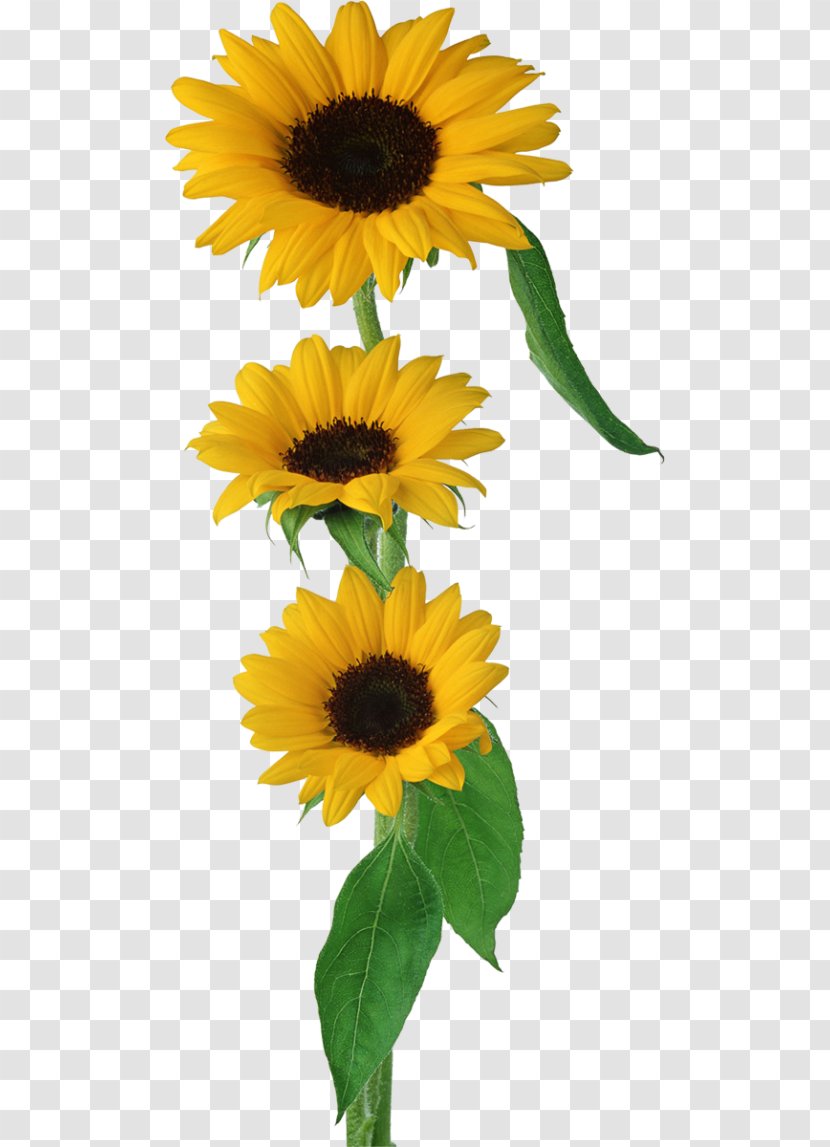 Common Sunflower Clip Art - Data Compression - Flower Transparent PNG