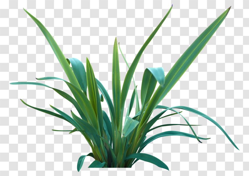 Lily Turf Flax Lilies Plant Leaf Themeda Triandra - Grass Family Transparent PNG