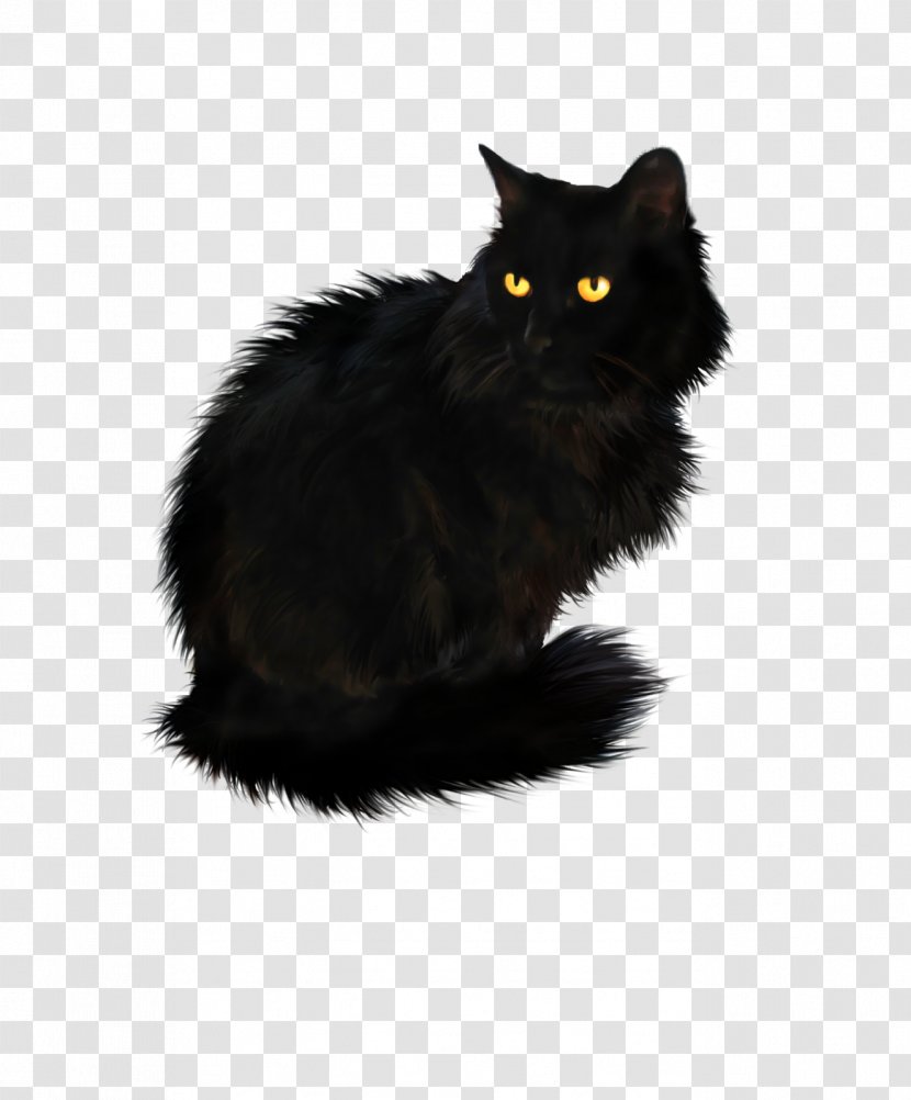 Persian Cat British Longhair Black Shorthair - Fur - Cats Transparent PNG