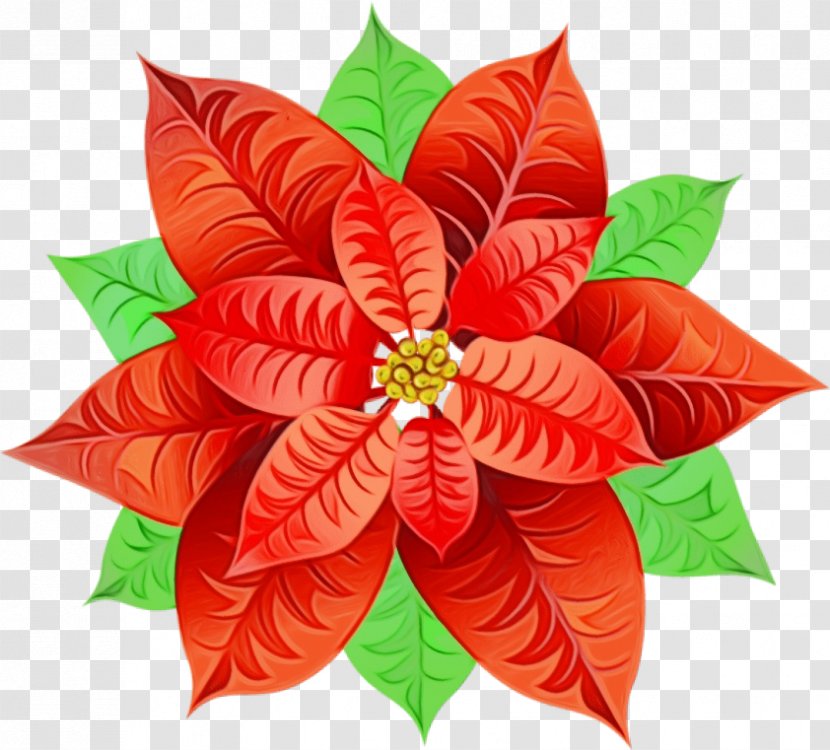 Red Watercolor Flowers - Leaf - Anthurium Plant Transparent PNG