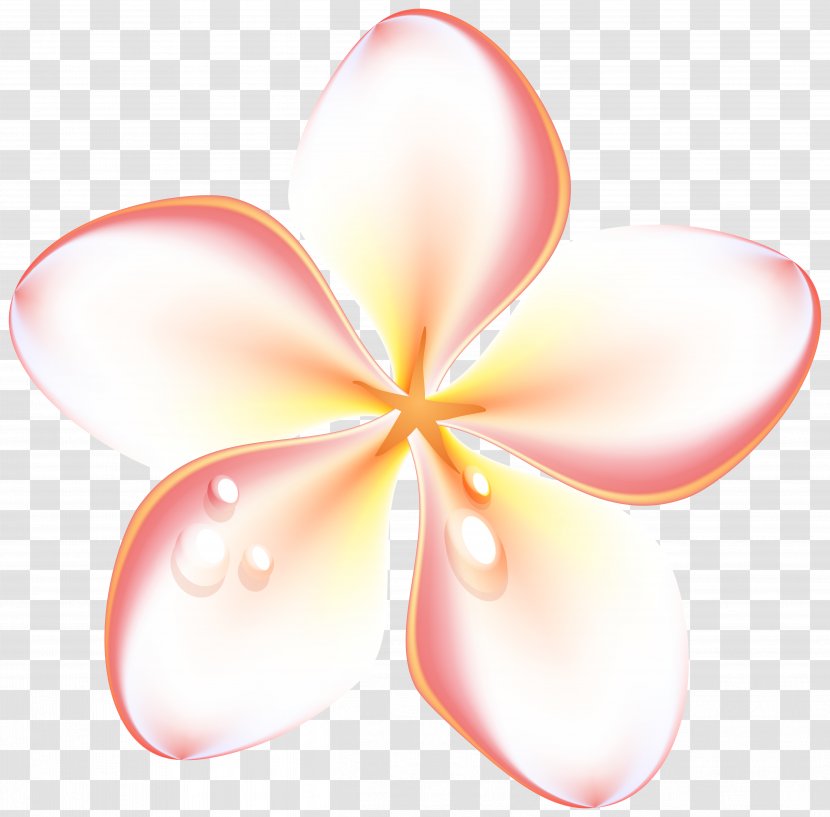 Flower Petal Close-up Symmetry - Peach - Frangipani Transparent PNG