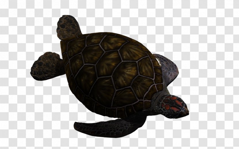 Box Turtle Sea - Chelydridae - Marine Life 3d Transparent PNG