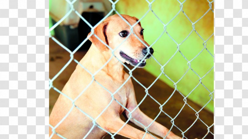 Labrador Retriever Dog Breed Kennel Animal Shelter Snout - Maltrato Transparent PNG