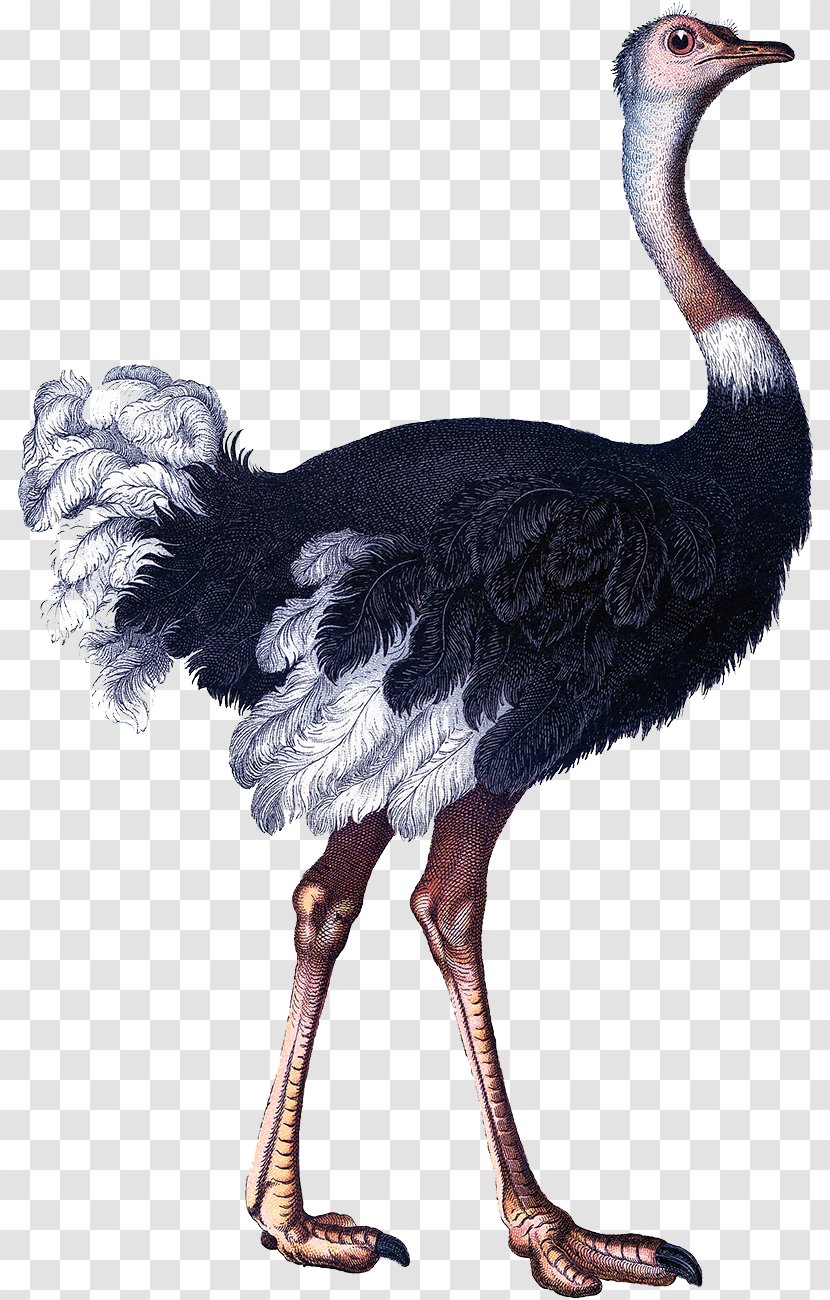 Common Ostrich Bird Craft Clip Art - Beak Transparent PNG