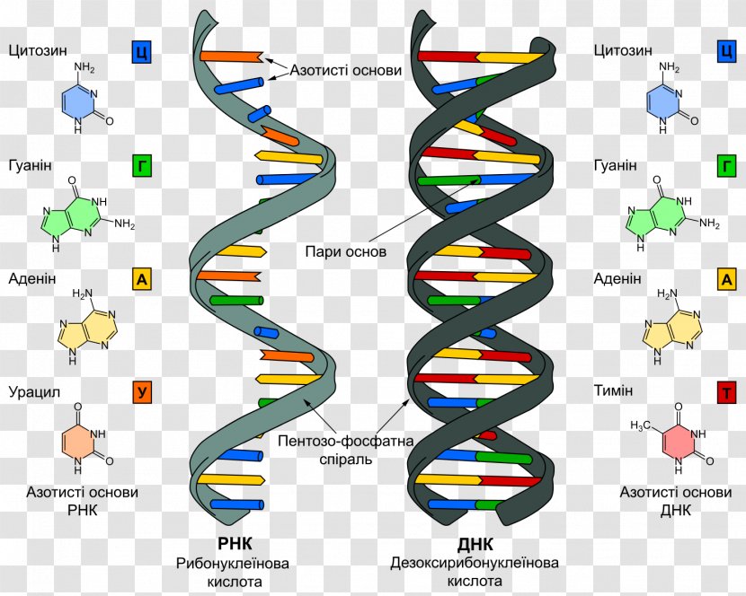 DNA And RNA Nucleic Acid World - Dna - Rna Transparent PNG