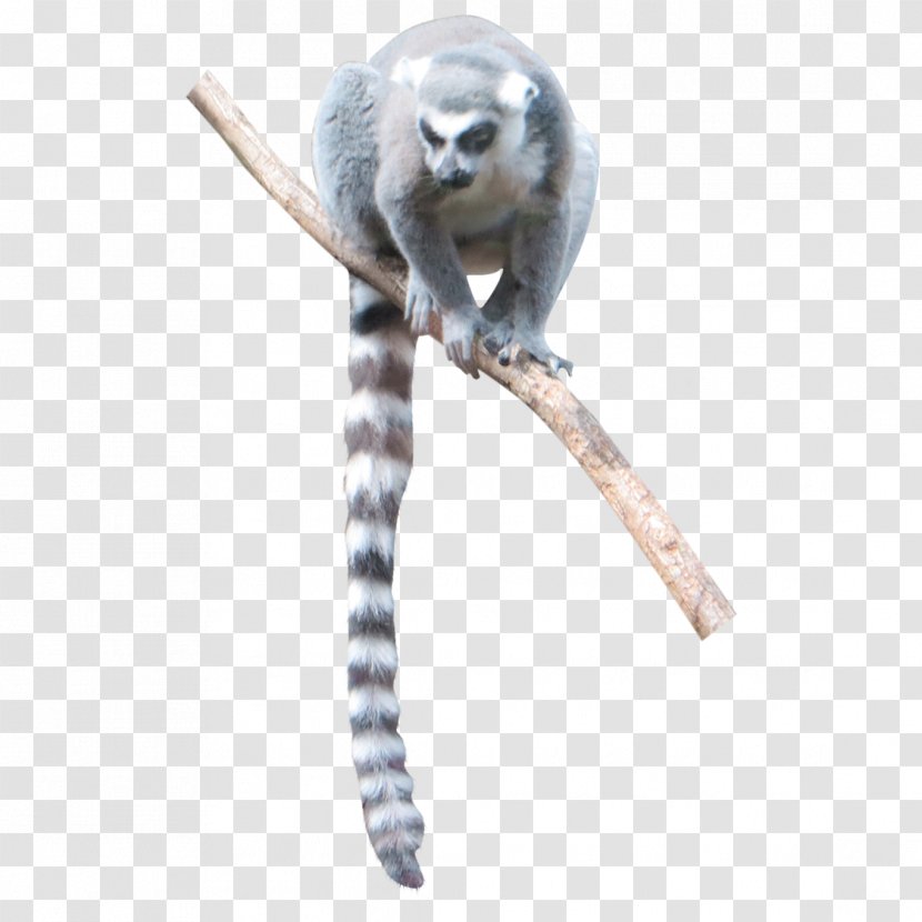 Lemur Monkey Bird Graphic Design - Architectural Rendering - Lumer Transparent PNG