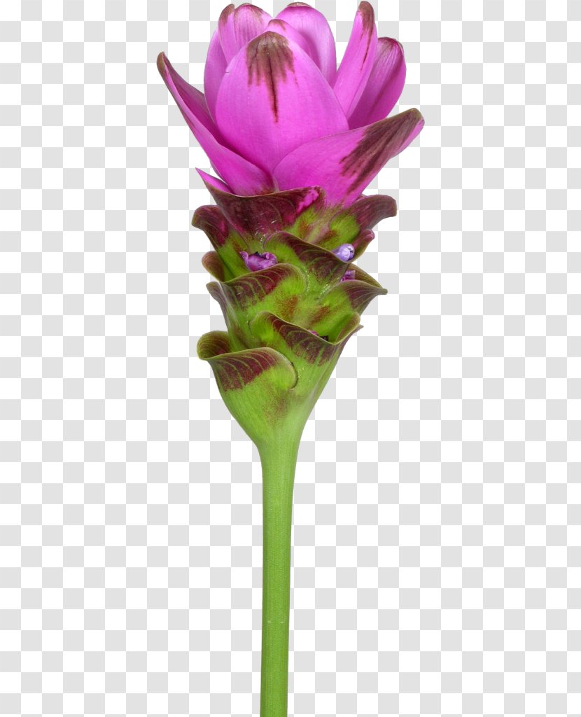 Cut Flowers Siam Tulip Turmeric Plant Rhizome - Flower Transparent PNG
