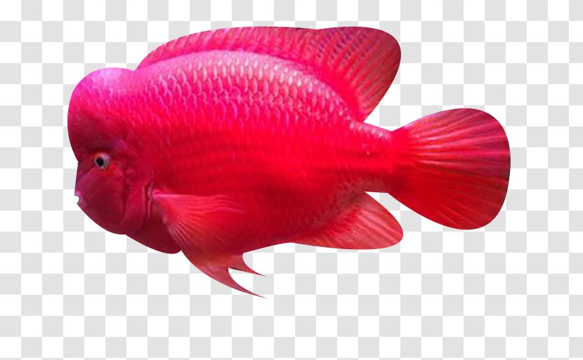 Common Carp Fish Biology Ocean - Red - Swam The Transparent PNG