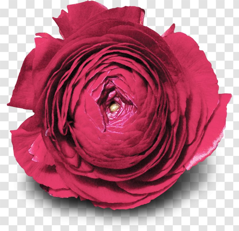 Garden Roses Cabbage Rose Floribunda Flower Petal - Heart - Cartoon Transparent PNG