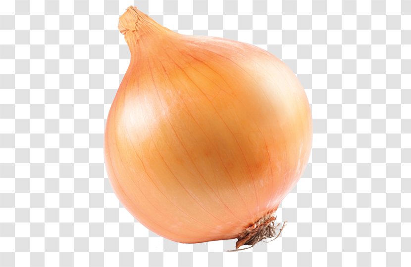 Yellow Onion Red Pearl White Transparent PNG