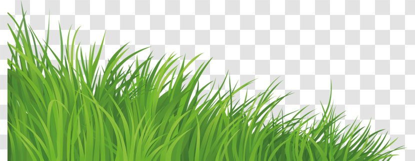 Lawn Clip Art - Grass - Green Transparent PNG