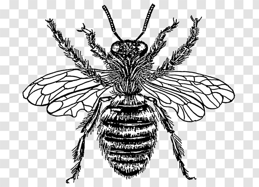 Western Honey Bee Drawing Clip Art - Arthropod Transparent PNG