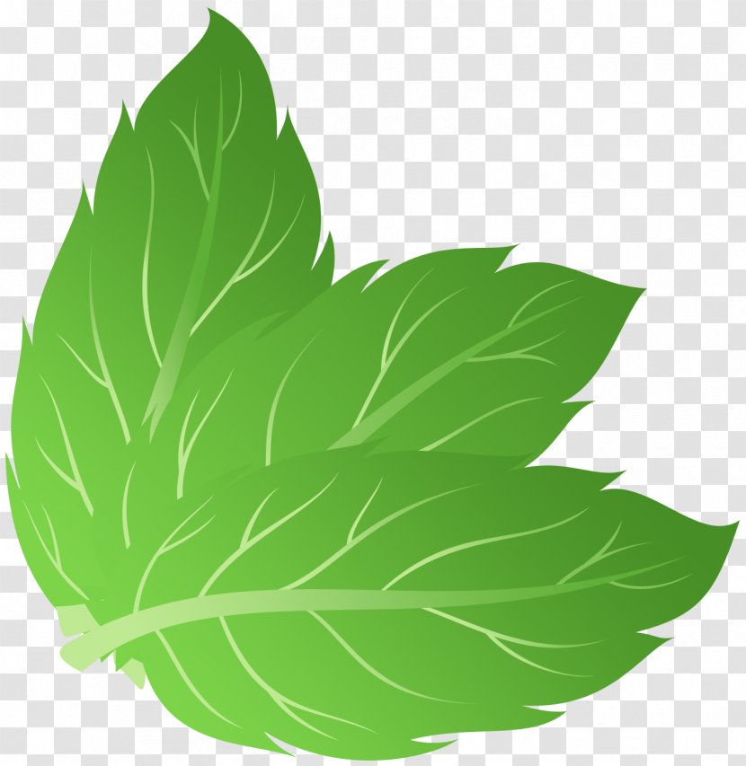 Peppermint Apple Mint Mentha Spicata - Green - Pepermint Transparent PNG