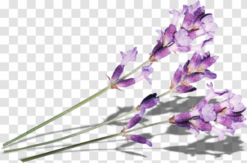 Purple Lilac Flower - Twig Transparent PNG