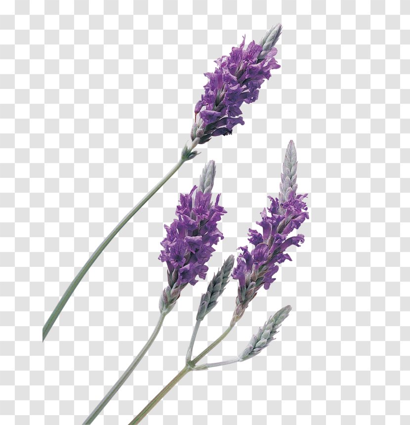 Lavender Oil Essential - French Transparent PNG