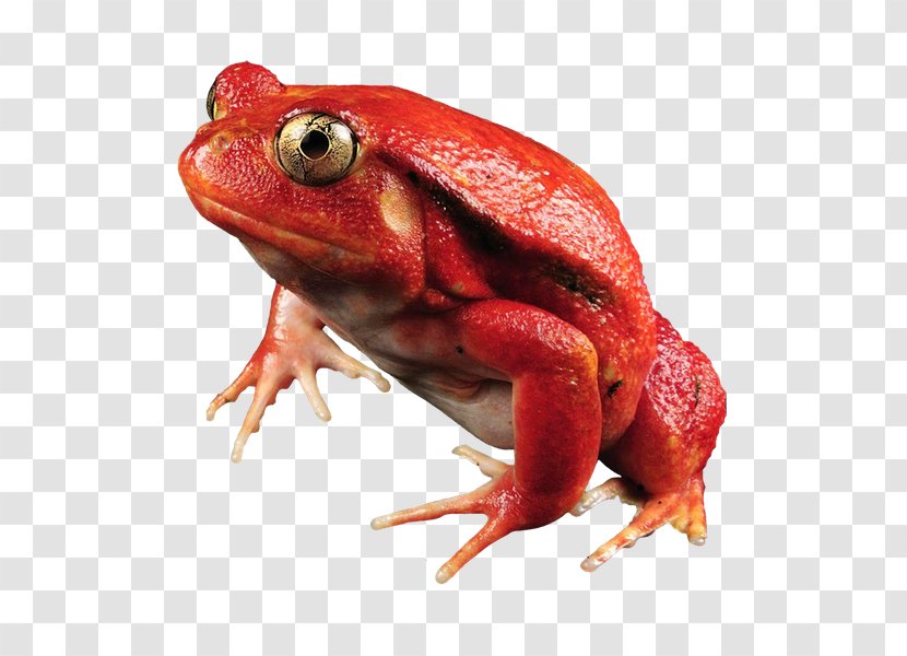 Frog Maroantsetra Dyscophus Antongilii Amphibians Tomato - 4k Resolution Transparent PNG