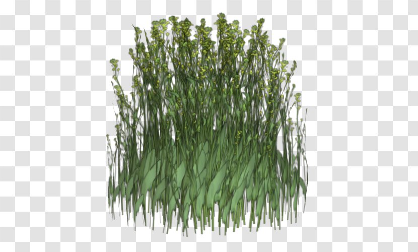 Sweet Grass Flora Advertising Animated Film Plant Stem - Herbaceous Transparent PNG