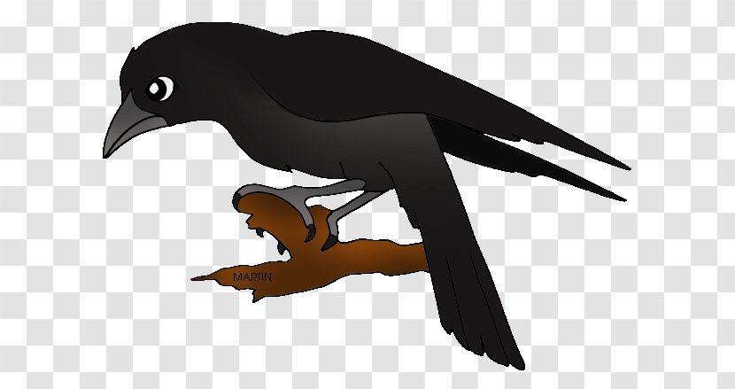 Baltimore Ravens Common Raven Clip Art - Crow - Bird Transparent PNG