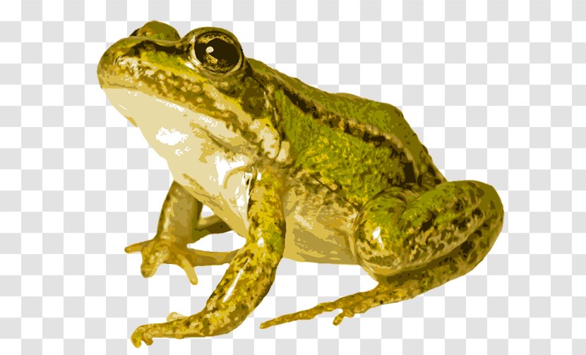 American Bullfrog Edible Frog Common Pool - True - Terrestrial Animal Transparent PNG