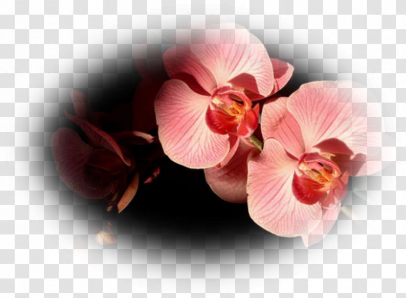 Death Mourning Tu Es La Life Flower - Garden Roses - Orchidee Transparent PNG