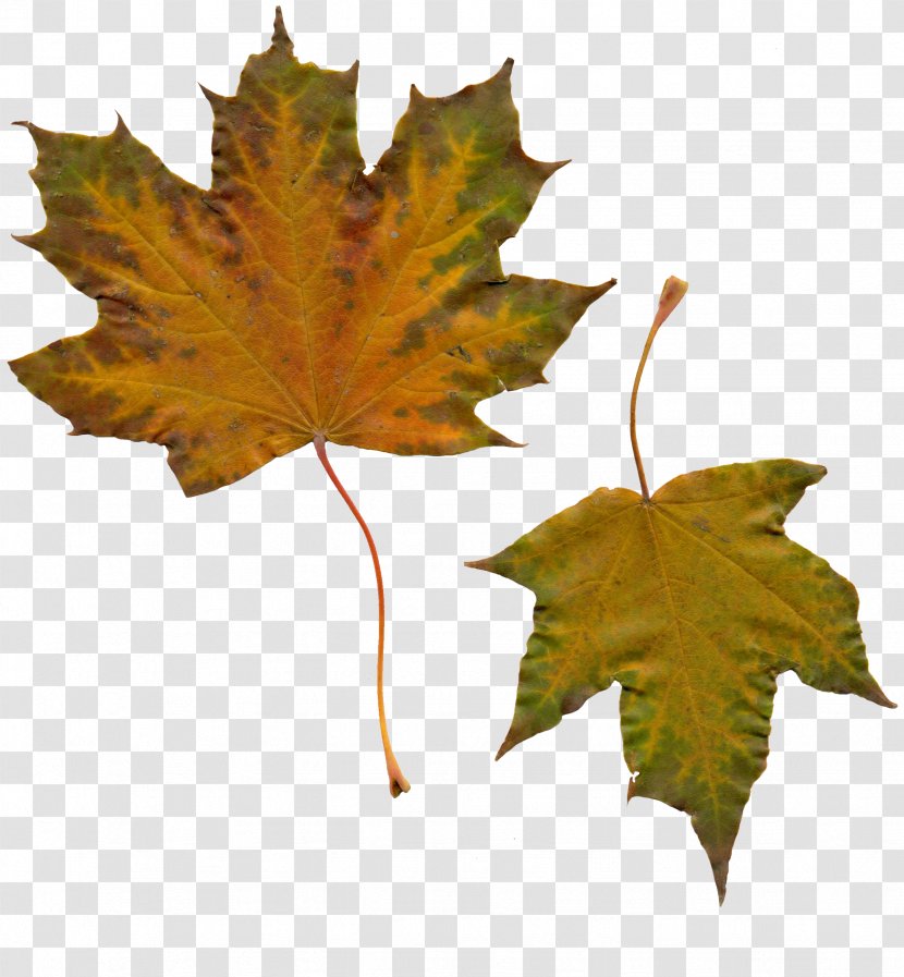 Maple Leaf Autumn - Folha Transparent PNG