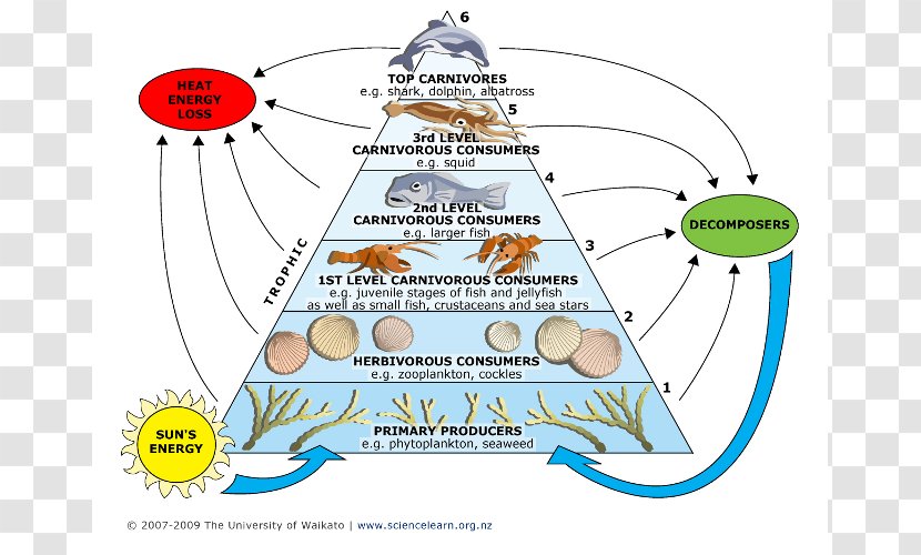 Food Web Chain Marine Ecosystem Phytoplankton Trophic Level - Ecology - Chin Transparent PNG