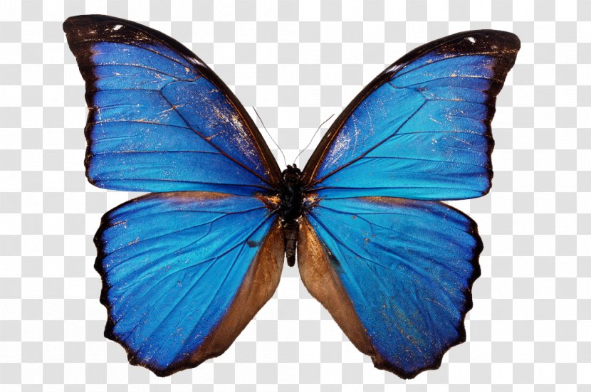 Butterfly Morpho Menelaus Blue Stock Photography Insect - Pollinator Transparent PNG