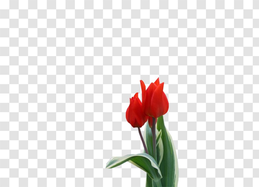 Tulip Jersey Lily Cut Flowers Plant Stem Bud Transparent PNG