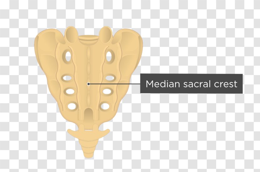 Sacrum Coccyx Vertebral Column Human Body Anatomy - Flower Transparent PNG