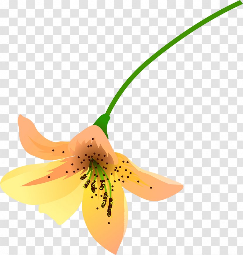 Flower Petal Plant - Lilly Transparent PNG