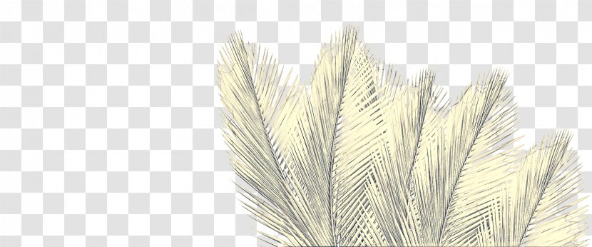 Grass Background - White Pine - Natural Material Quill Transparent PNG