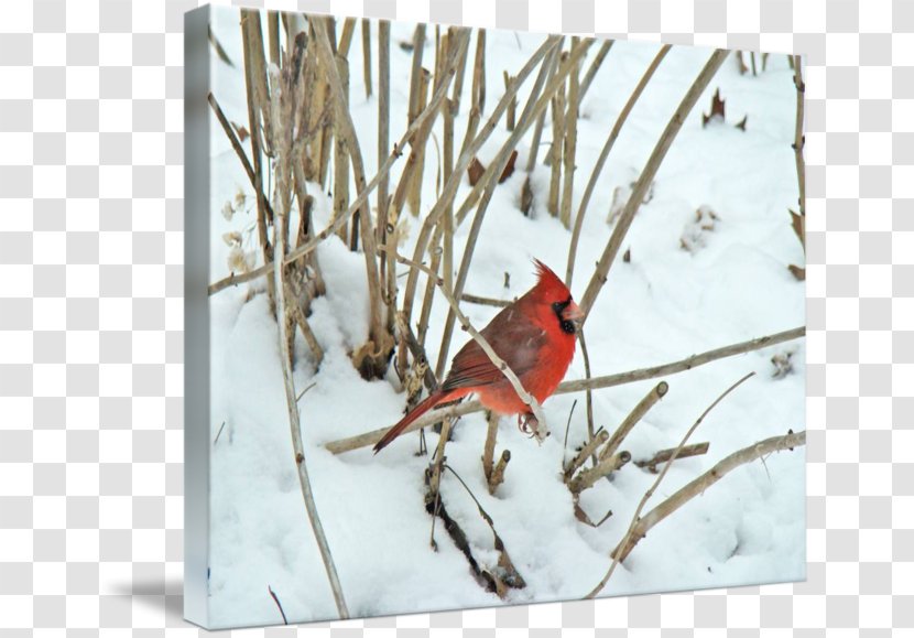 Cardinal Songbird Thin-shell Structure Zazzle Highway M06 - Winter - Mark Transparent PNG