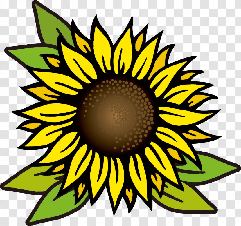 Common Sunflower Royalty-free Drawing - Plant - Vector Transparent PNG
