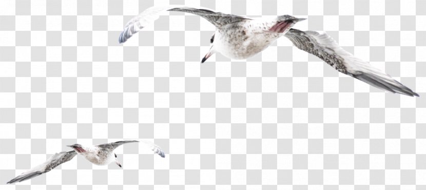 European Herring Gull Gulls Bird Psd Adobe Photoshop - Fauna - Aves Transparent PNG