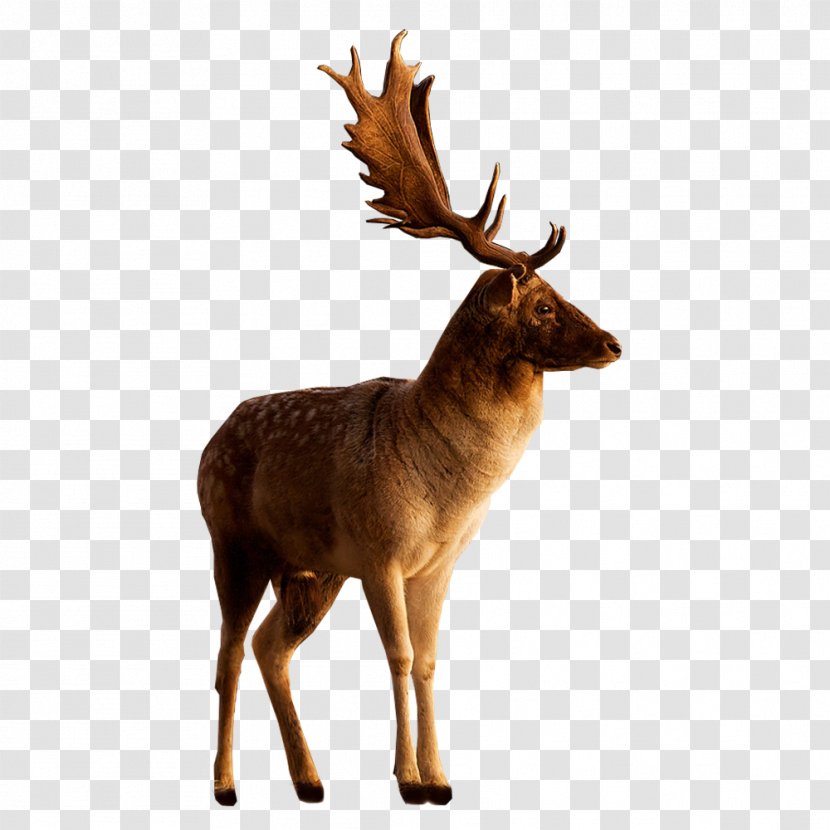 Reindeer Moose - Antler - Deer Image Transparent PNG