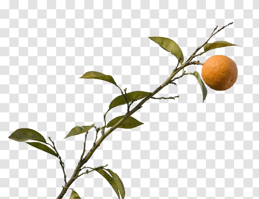 Citrus Xd7 Sinensis Mandarin Orange - Plant - Tree Image Transparent PNG