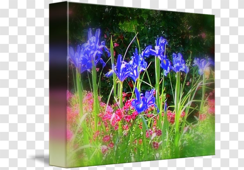 English Lavender Meadow Violet Wildflower Grasses - Aquatic Plants Transparent PNG