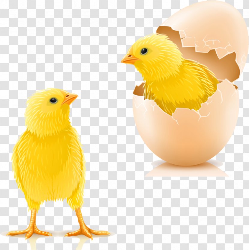 Photography Egg Royalty-free - Eggshell Transparent PNG