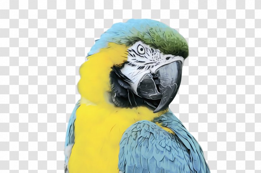 Colorful Background - Parrot - Yellow Budgie Transparent PNG