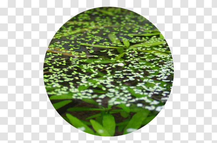 Vegetation Leaf Lawn Tree Transparent PNG
