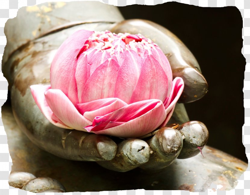 Buddhism Stock.xchng Sacred Lotus Stock Photography Tian Tan Buddha - Floristry Transparent PNG