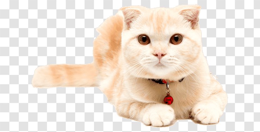 Kitten Whiskers Scottish Fold Domestic Short-haired Cat Bengal - Cartoon Transparent PNG