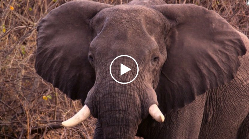 African Bush Elephant United States Asian Tusk - Terrestrial Animal - Elephants Transparent PNG