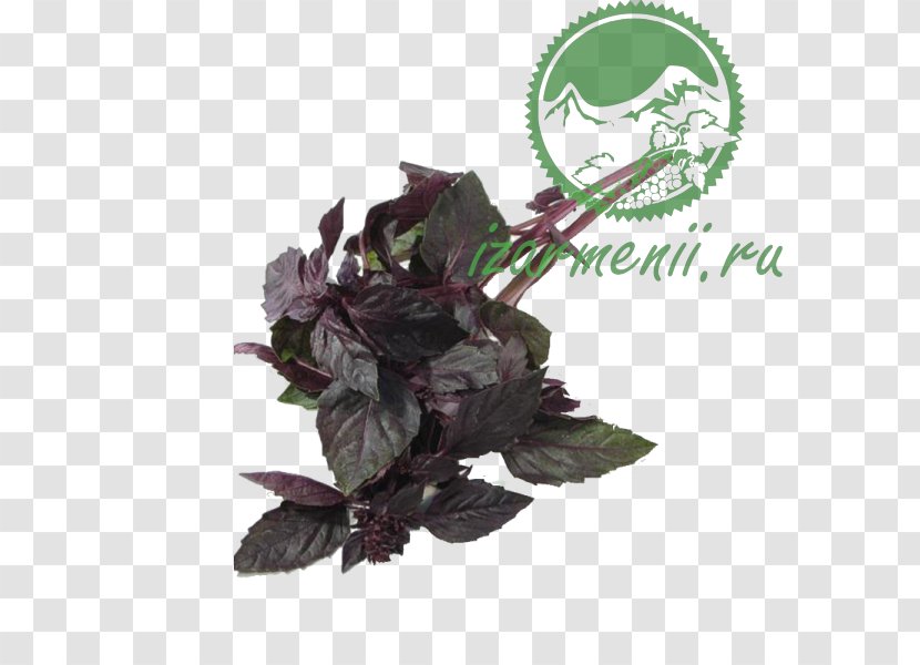 Pancake Salad Herb Vegetable Eggplant - Parsley Transparent PNG