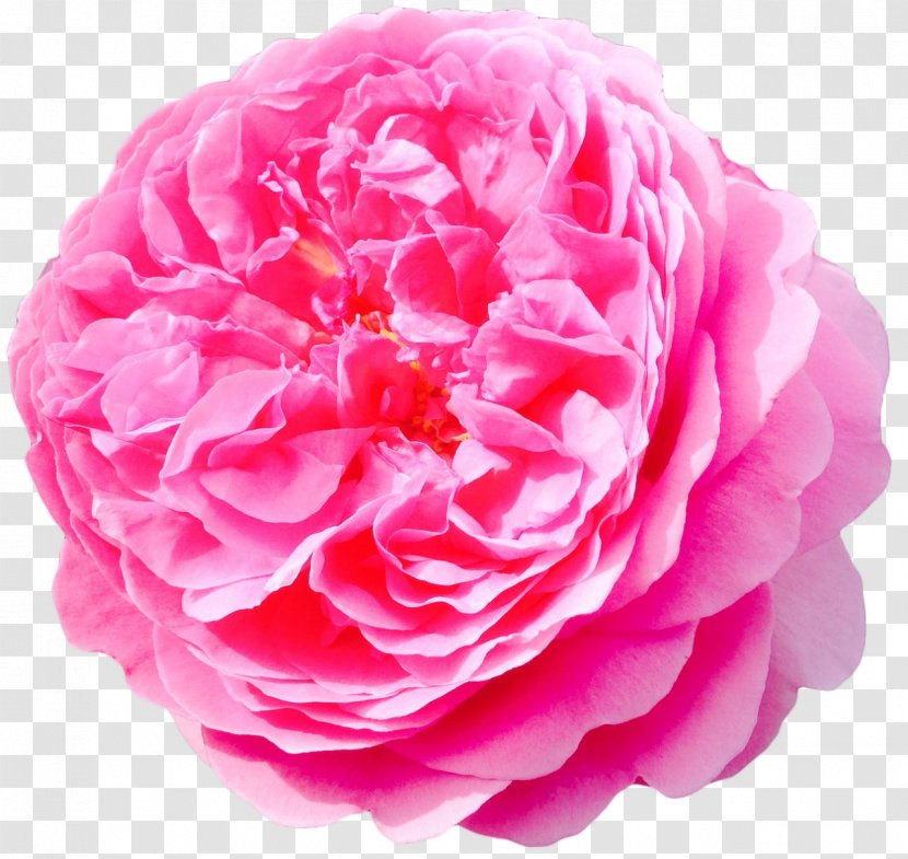 Cut Flowers Rose BLACKPINK Jasmine - Reverse Image Search - Flower Crown Transparent PNG