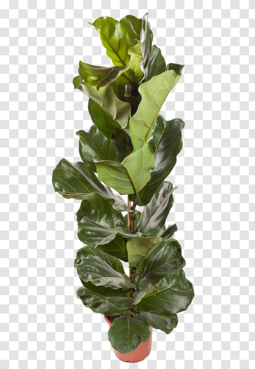 Houseplant Fiddle-leaf Fig Common Chlorophytum Comosum - Fiddleleaf - Bougainvillea Transparent PNG