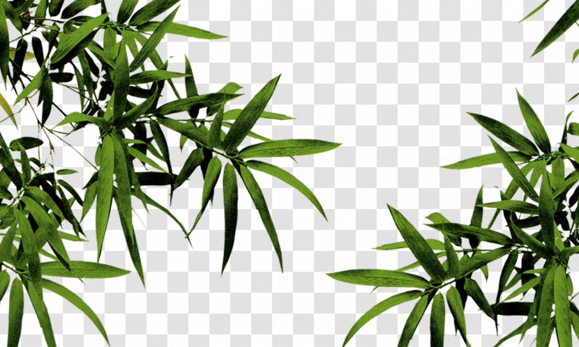 Qingming Bamboo - Tree Transparent PNG