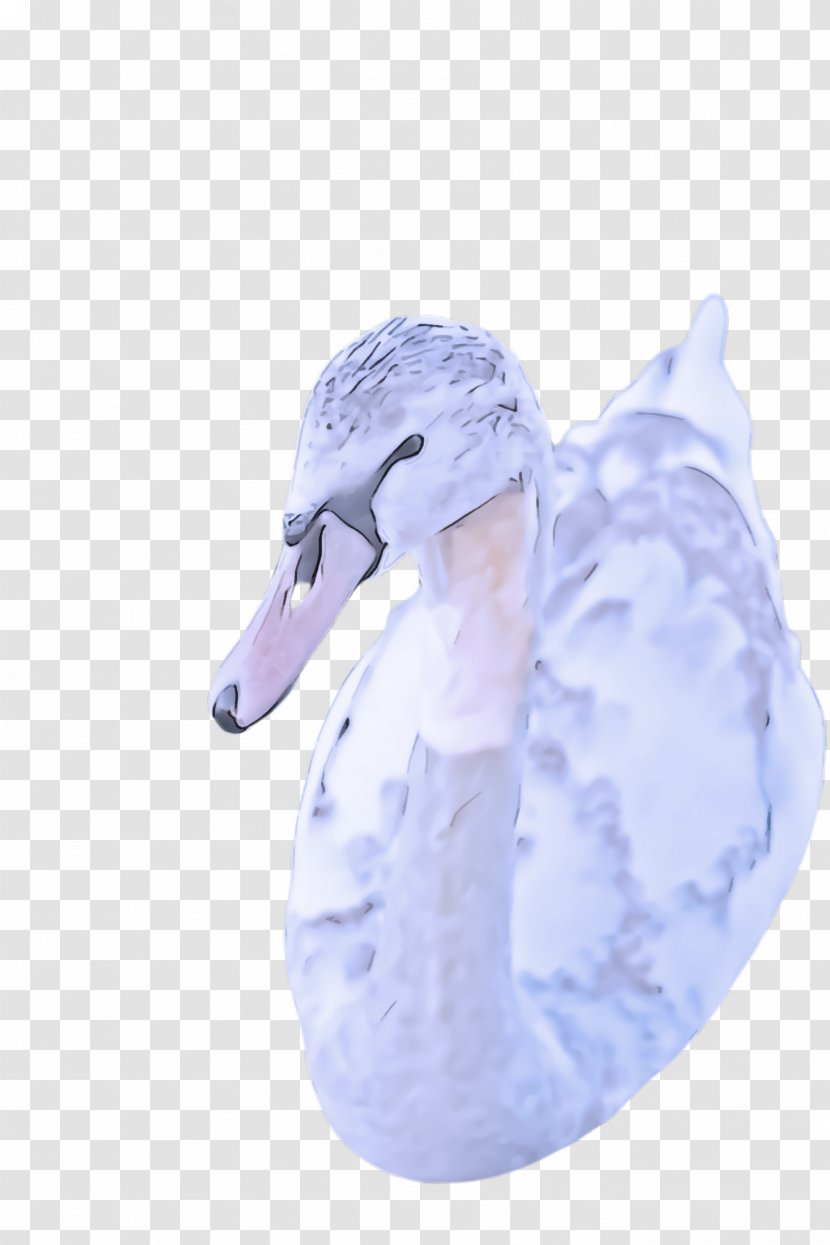 Duck Swan Water Bird Ducks, Geese And Swans - Waterfowl - Goose Beak Transparent PNG