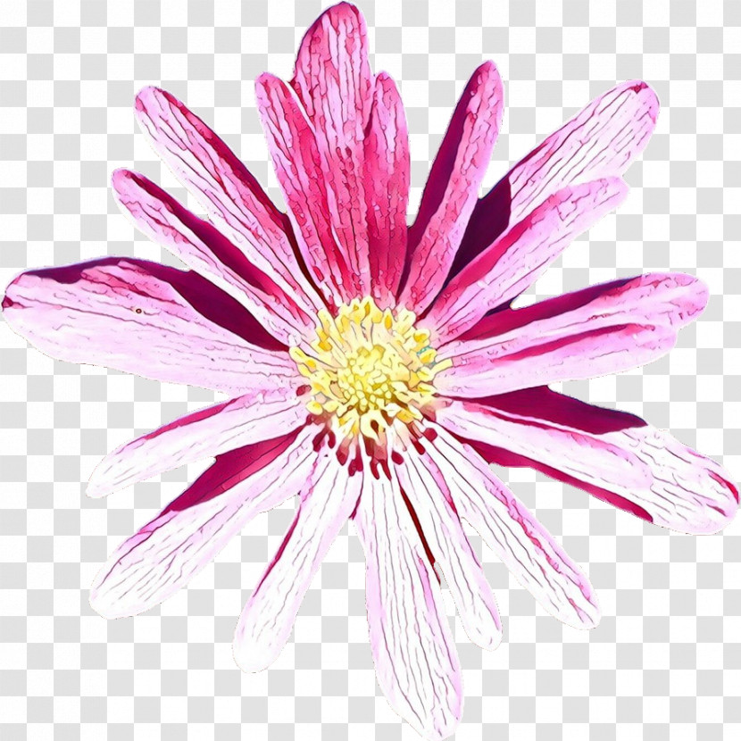 Flower Petal Pink Plant Barberton Daisy Transparent PNG