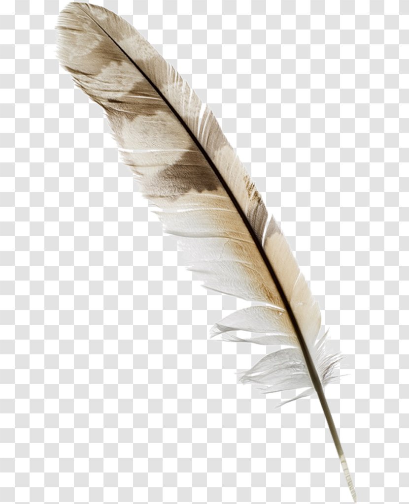 Feather Paper Quill Nib - Inkwell Transparent PNG